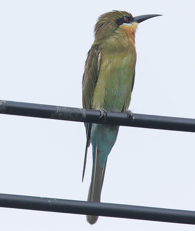 Blue-tailed Bee-eater - ML621703096