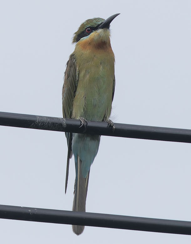 Blue-tailed Bee-eater - ML621703097