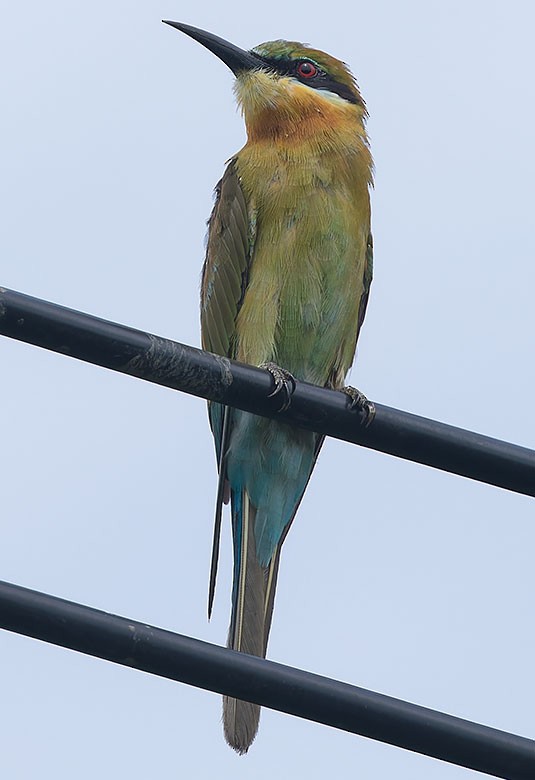 Blue-tailed Bee-eater - ML621703098