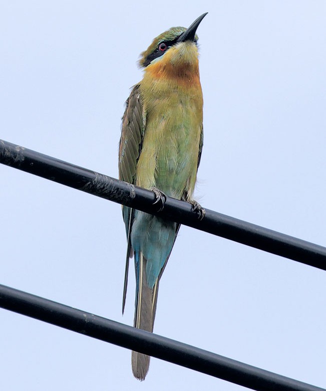 Blue-tailed Bee-eater - ML621703099