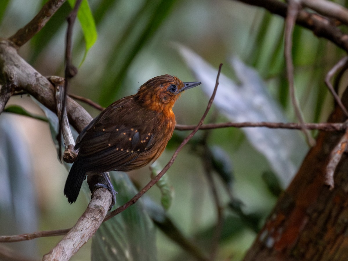 Slate-colored Antbird - ML621703111