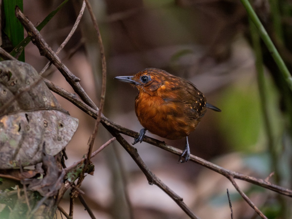 Slate-colored Antbird - ML621703112