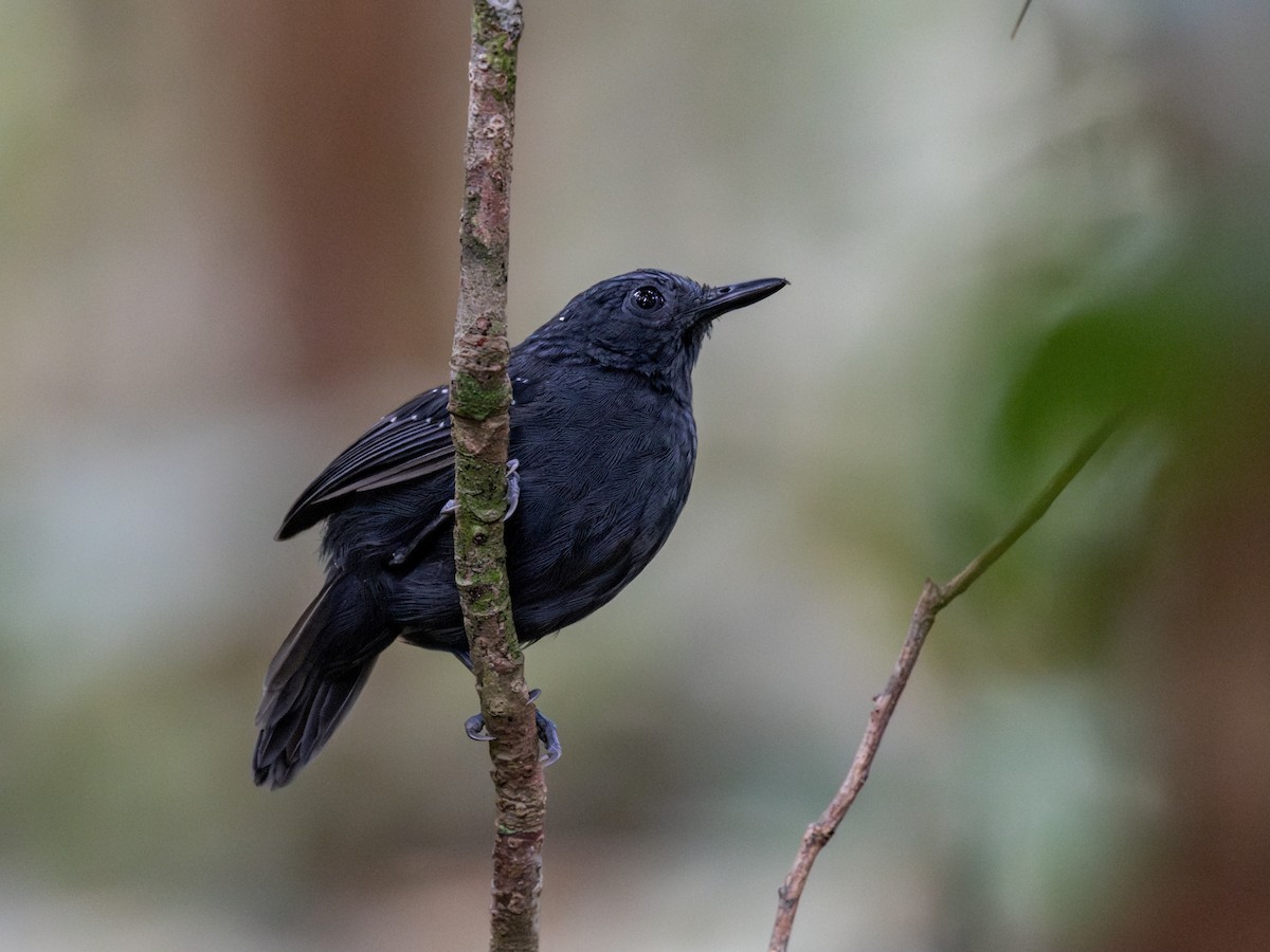 Slate-colored Antbird - ML621703113