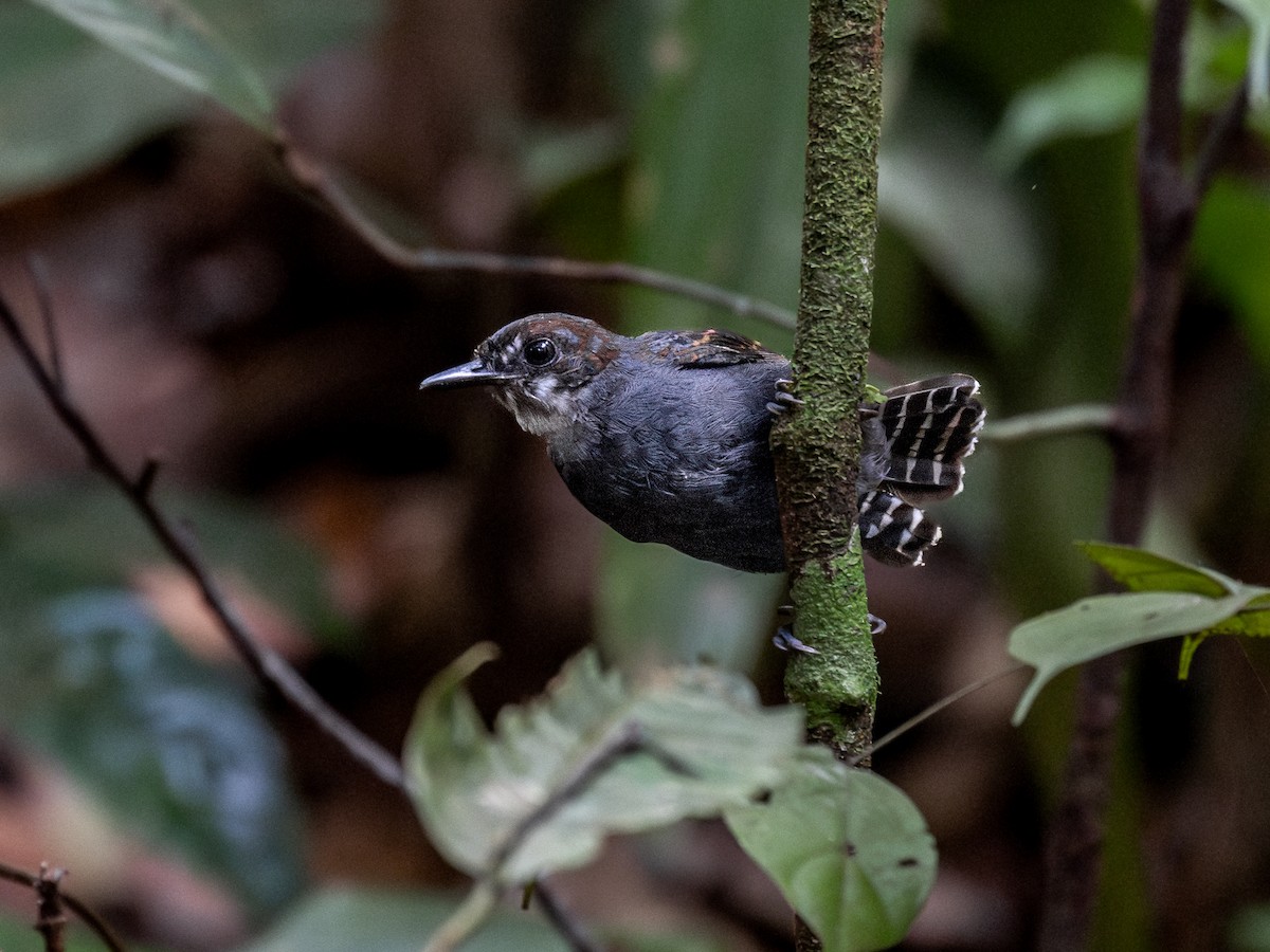 White-throated Antbird - ML621703148