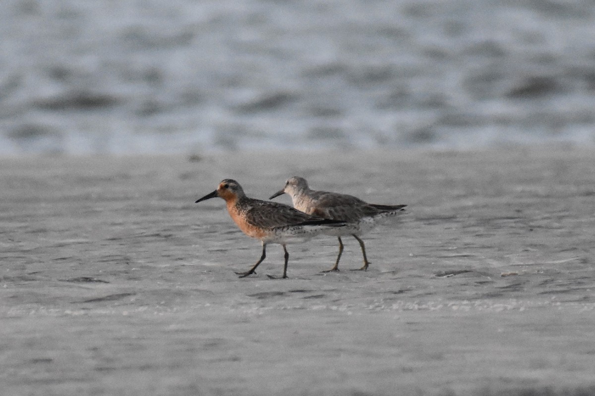 Red Knot - ML621703166