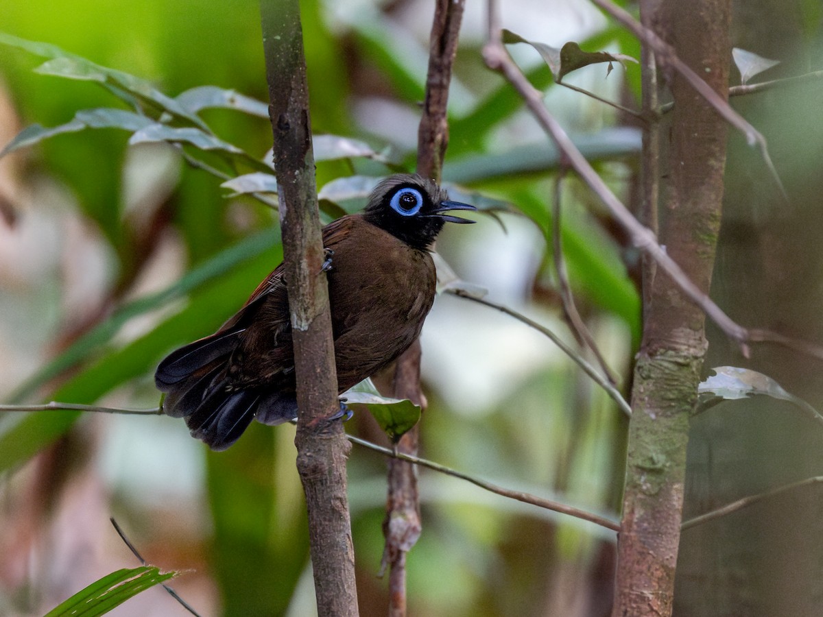 Hairy-crested Antbird - ML621703171