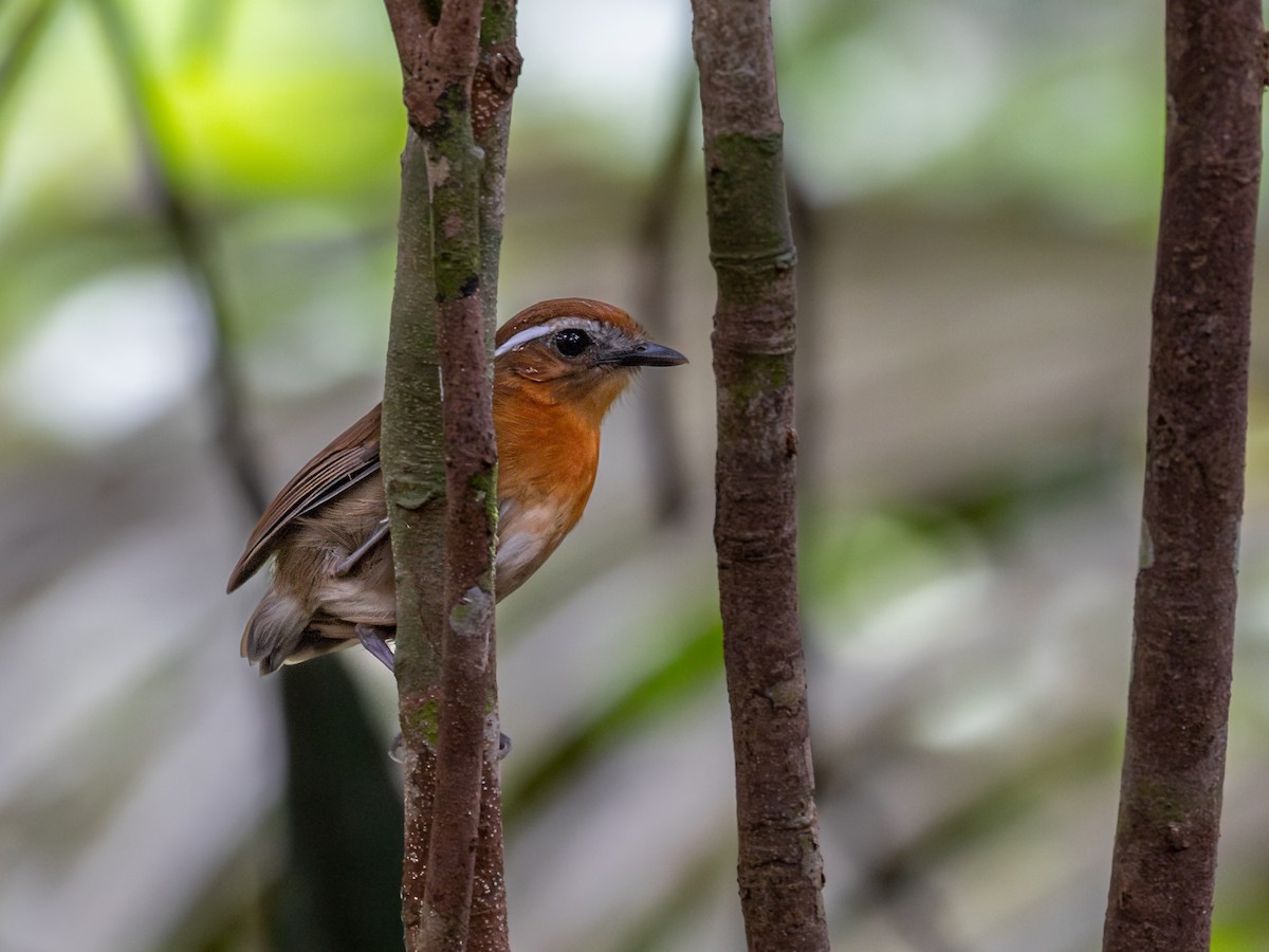 Chestnut-belted Gnateater - ML621703178