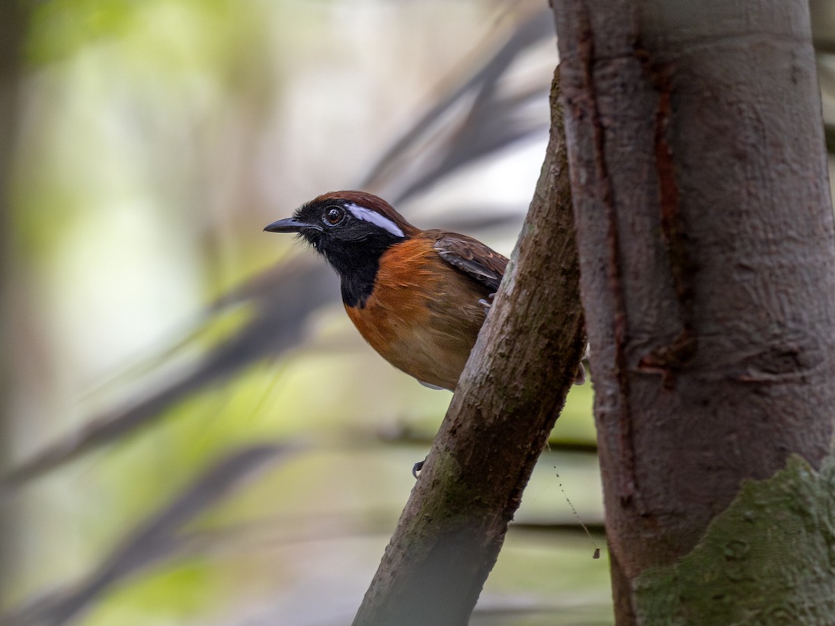 Chestnut-belted Gnateater - ML621703179