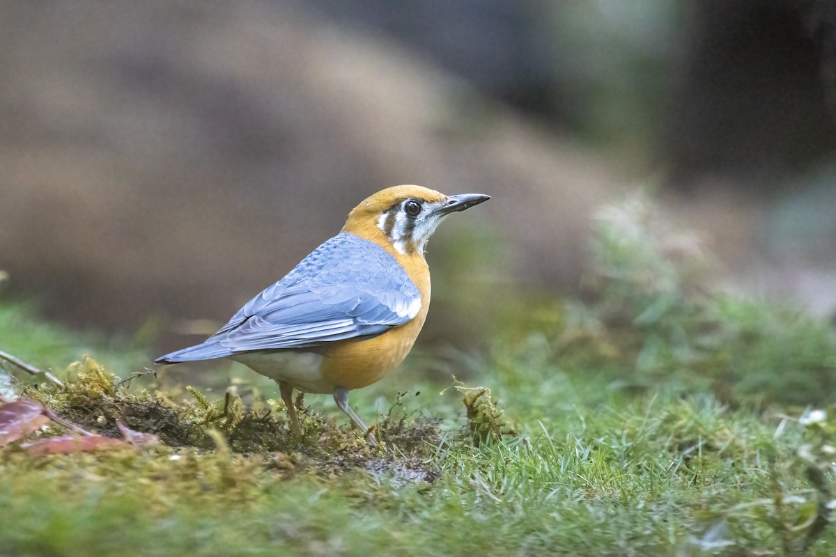 Orange-headed Thrush - ML621703201