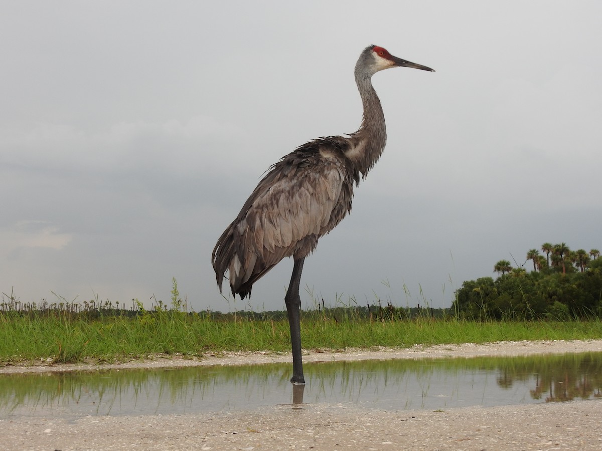 Sandhill Crane (pratensis) - ML621703280