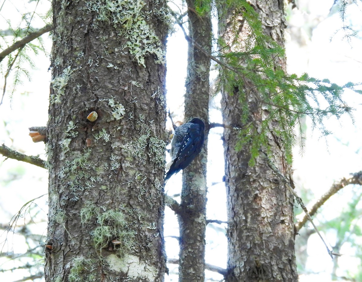 Black-backed Woodpecker - ML621703295