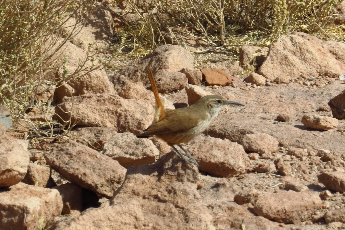 Straight-billed Earthcreeper - ML621703379