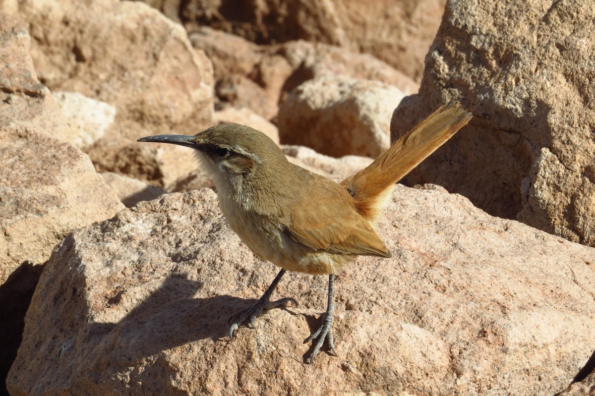 Straight-billed Earthcreeper - Gary Prescott