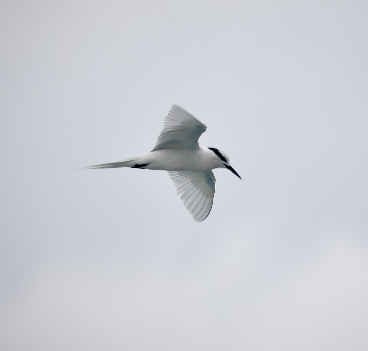 Black-naped Tern - ML621703385