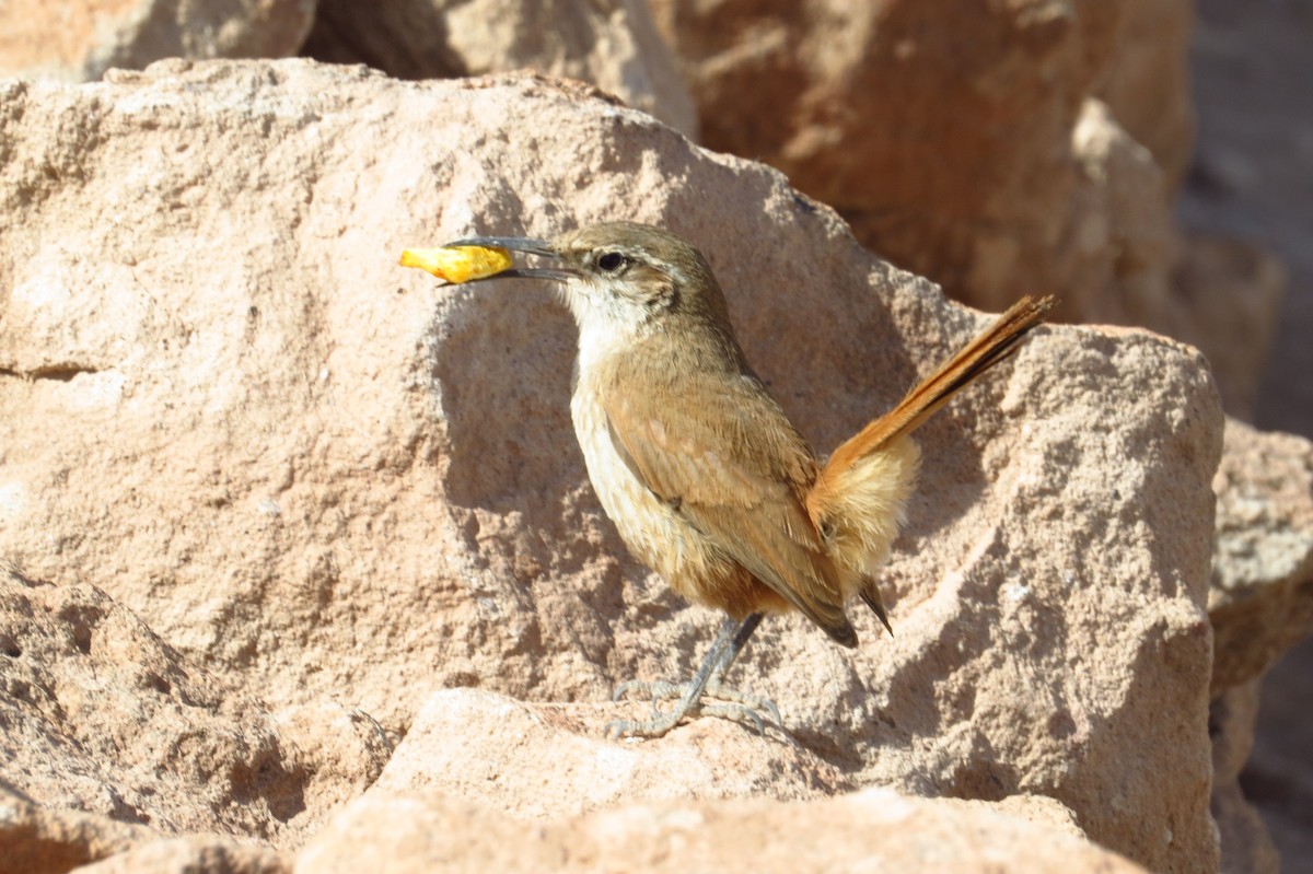 Straight-billed Earthcreeper - ML621703389