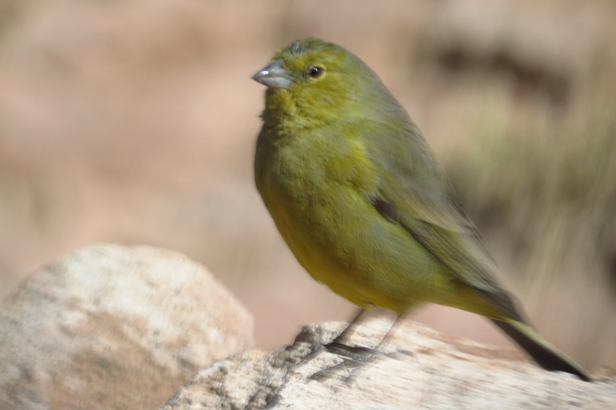 Greenish Yellow-Finch - ML621703395