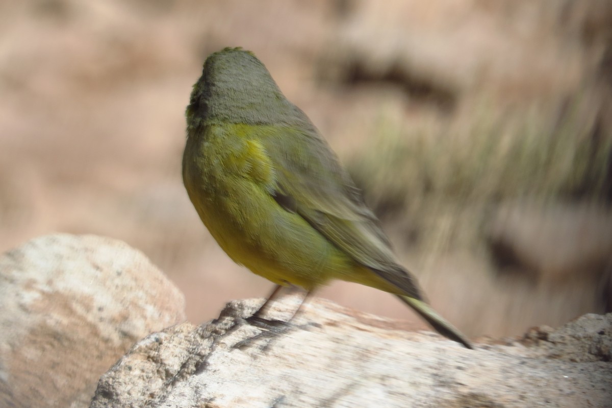 Greenish Yellow-Finch - ML621703400