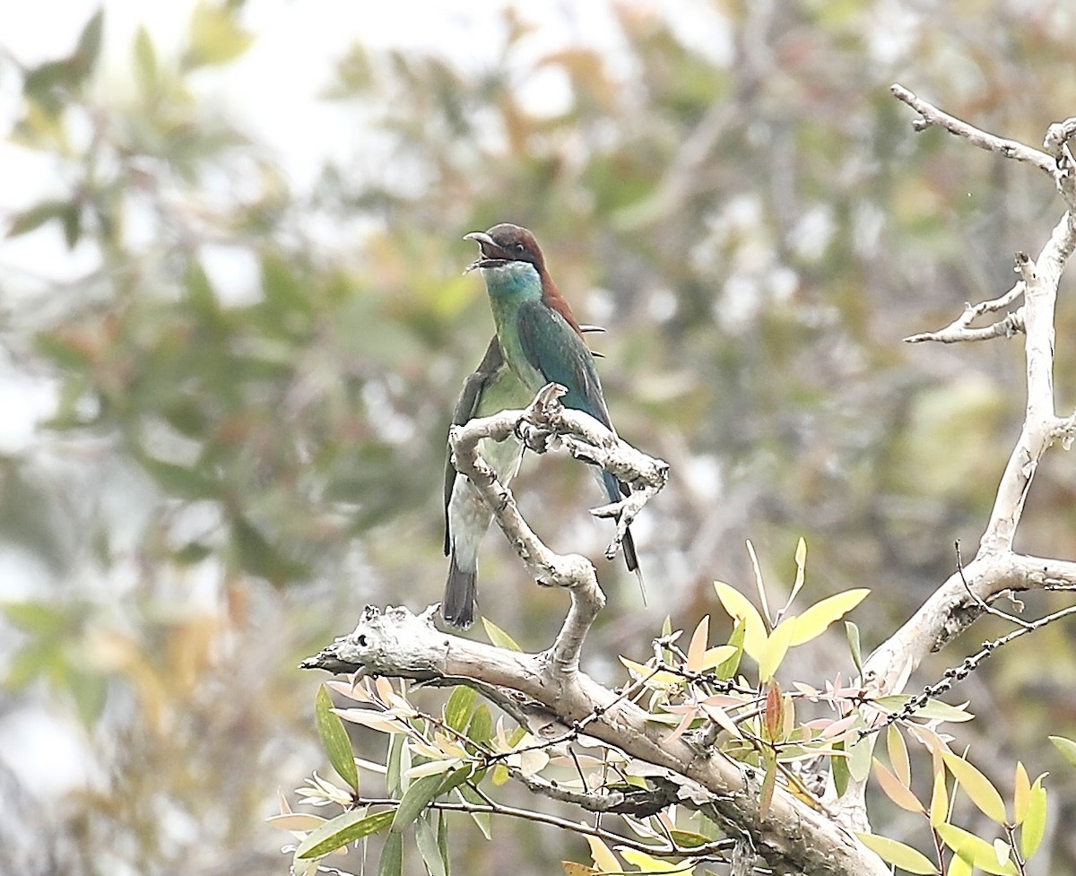 Blue-throated Bee-eater - ML621703410