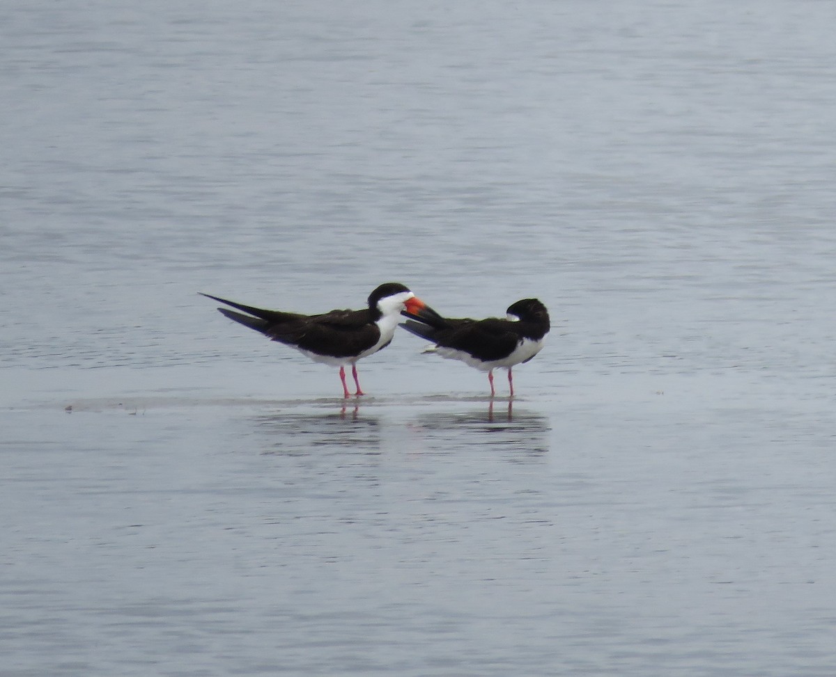 Black Skimmer - Elton Morel