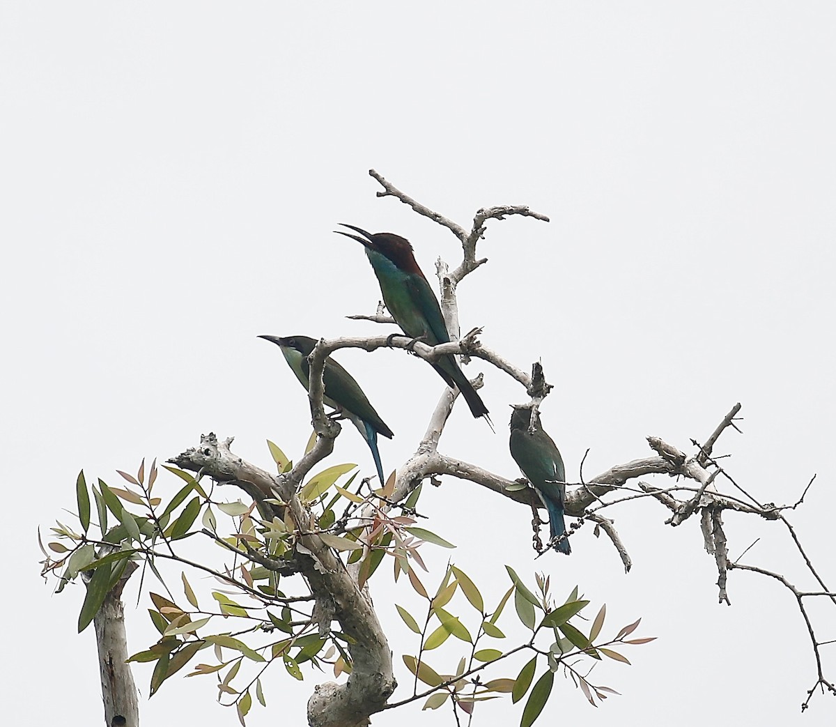 Blue-throated Bee-eater - ML621703414