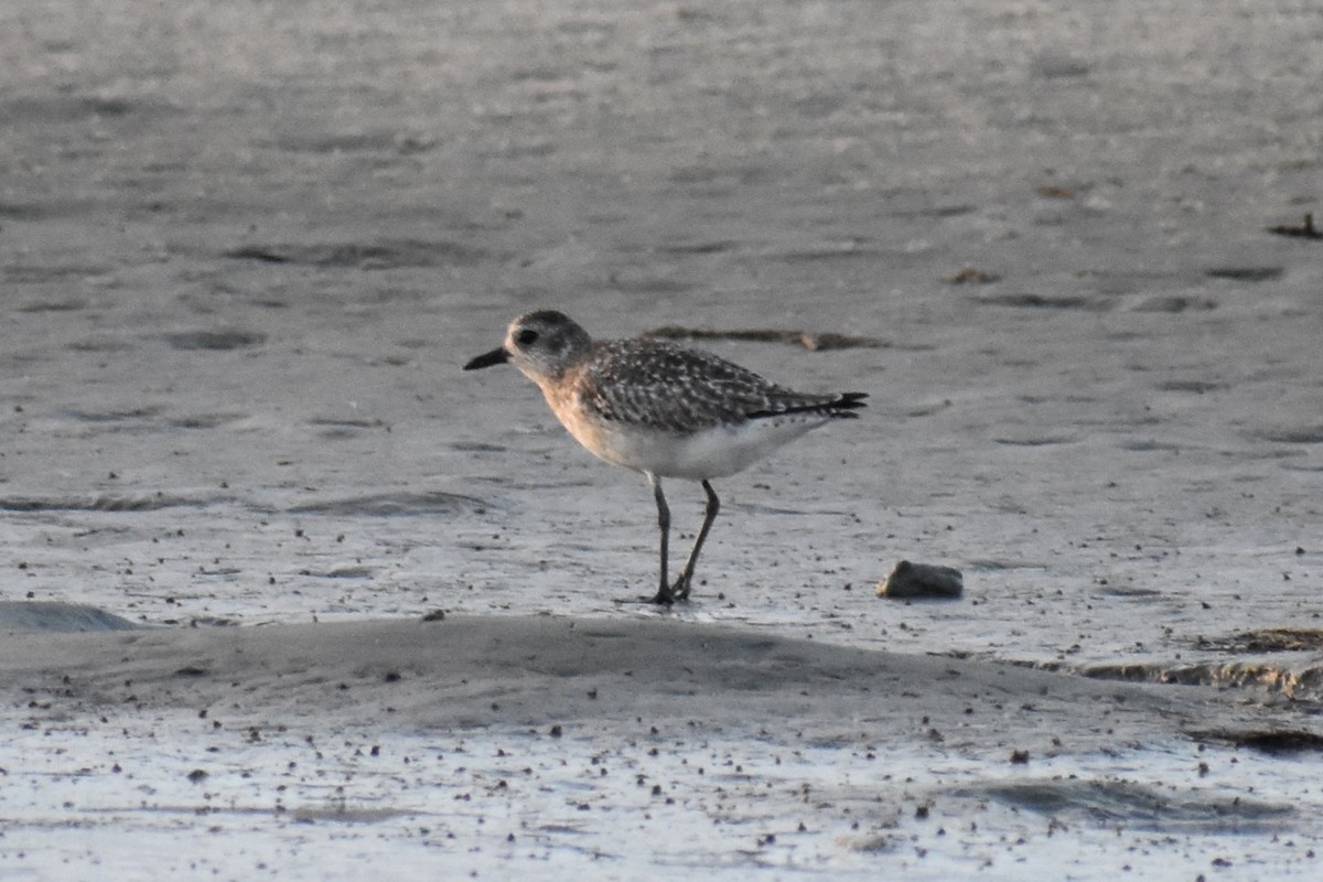 Black-bellied Plover - ML621703415