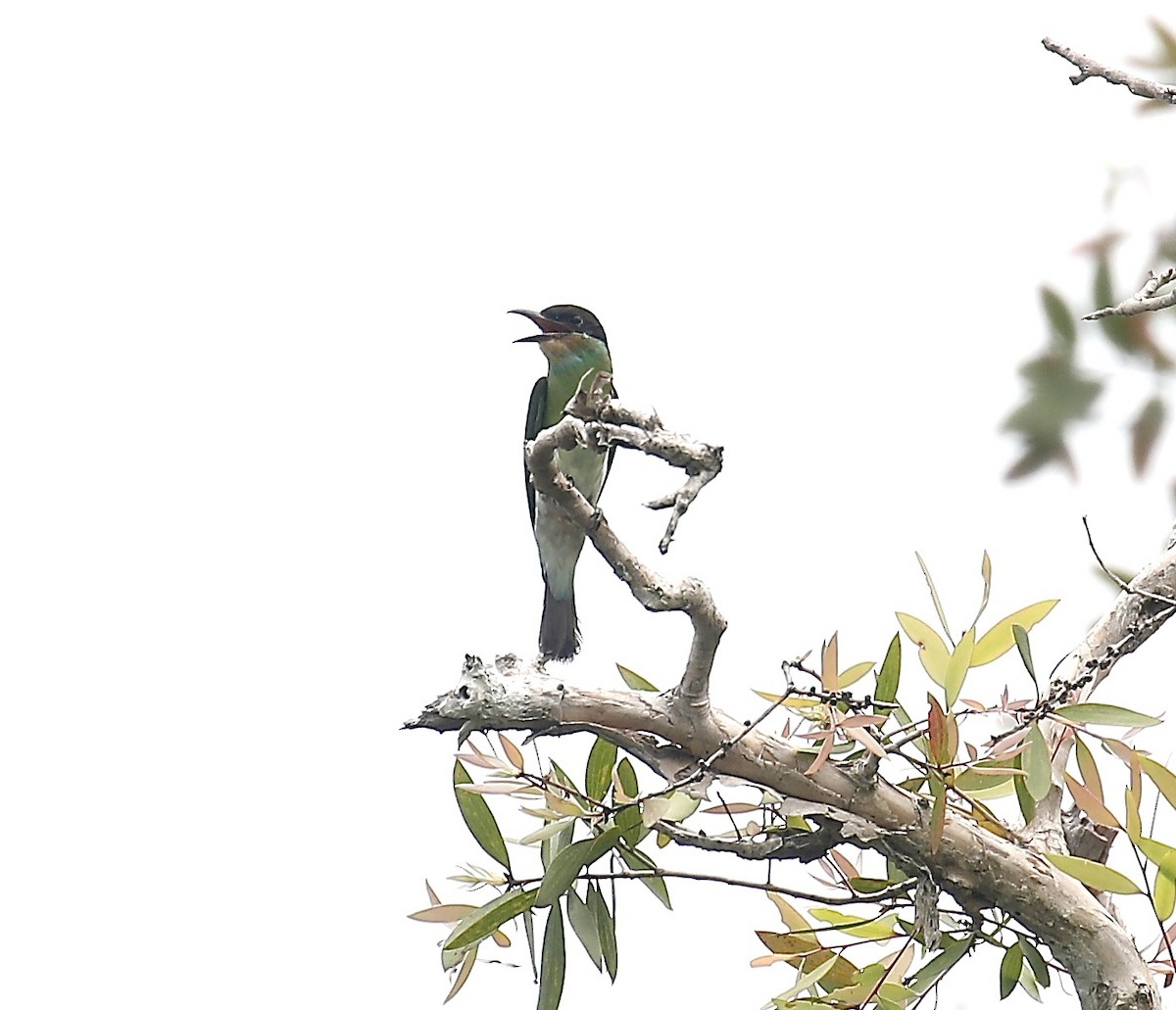 Blue-throated Bee-eater - ML621703418