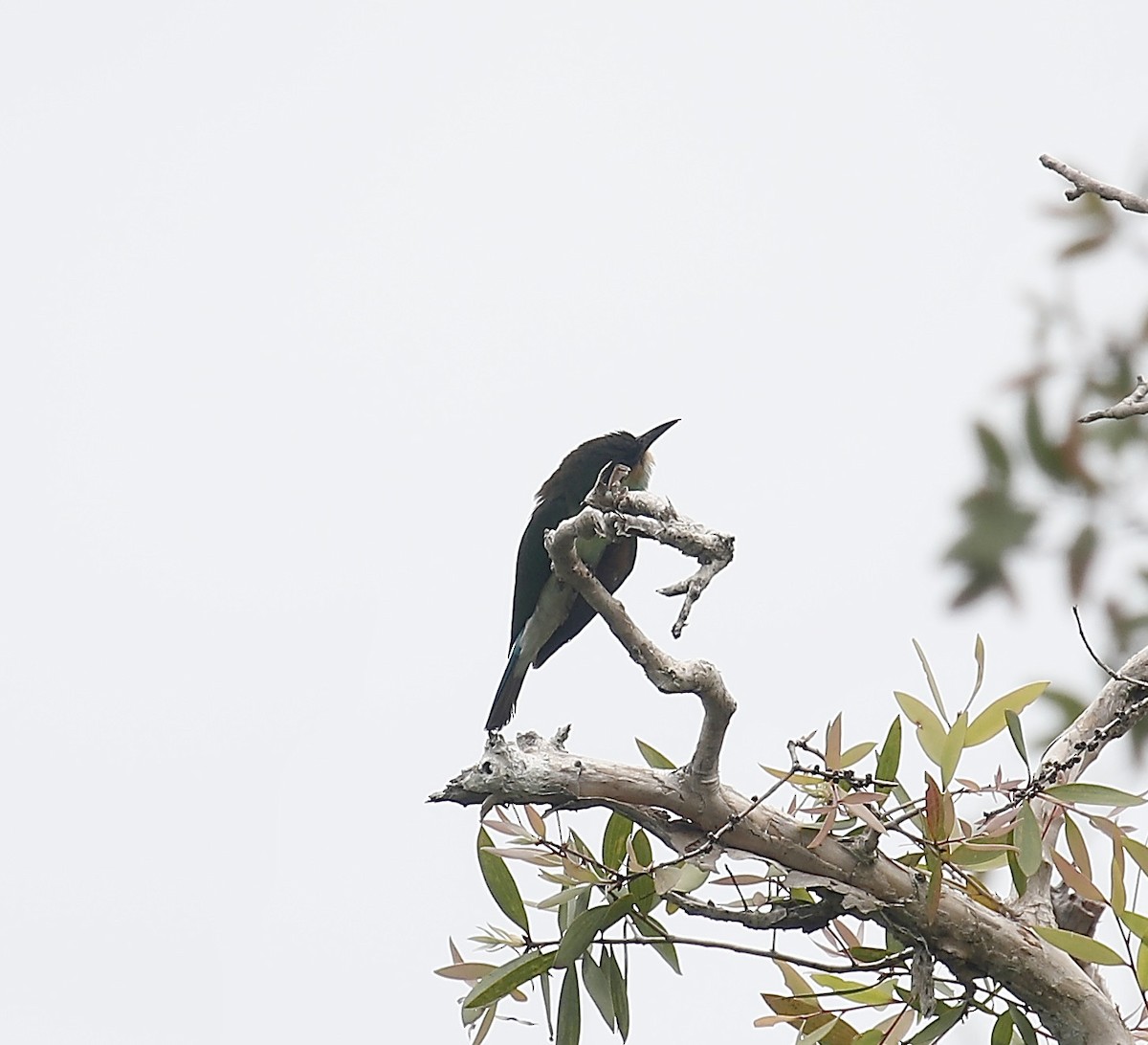 Blue-throated Bee-eater - ML621703419