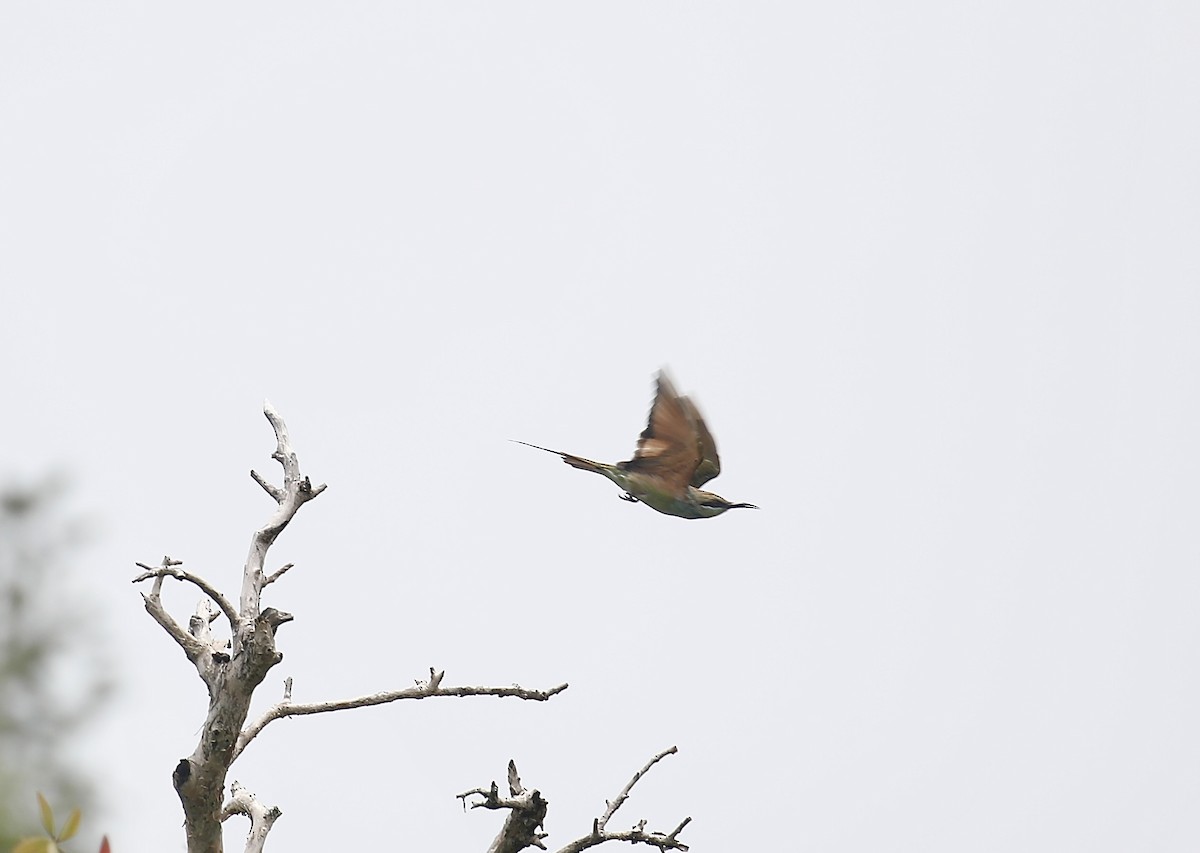 Blue-tailed Bee-eater - ML621703426