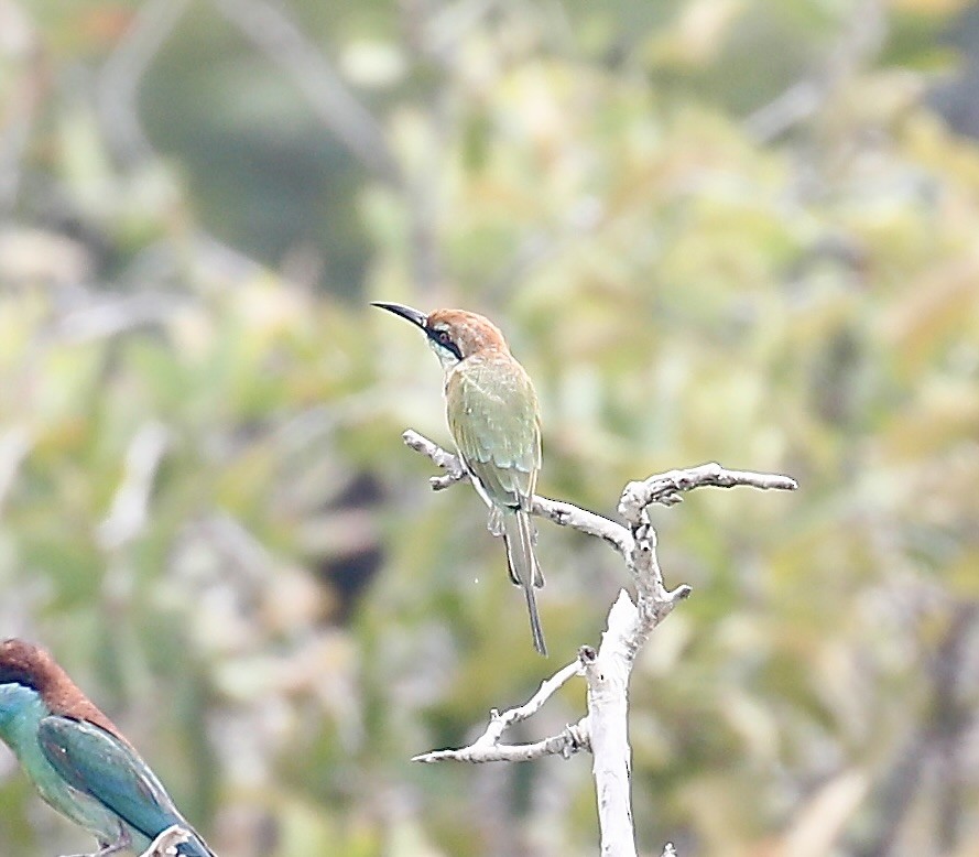 Blue-tailed Bee-eater - ML621703427