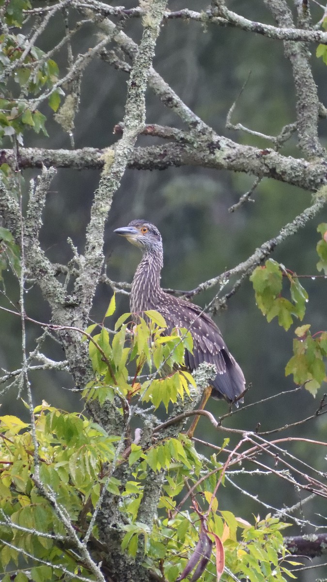 Yellow-crowned Night Heron - ML621703490