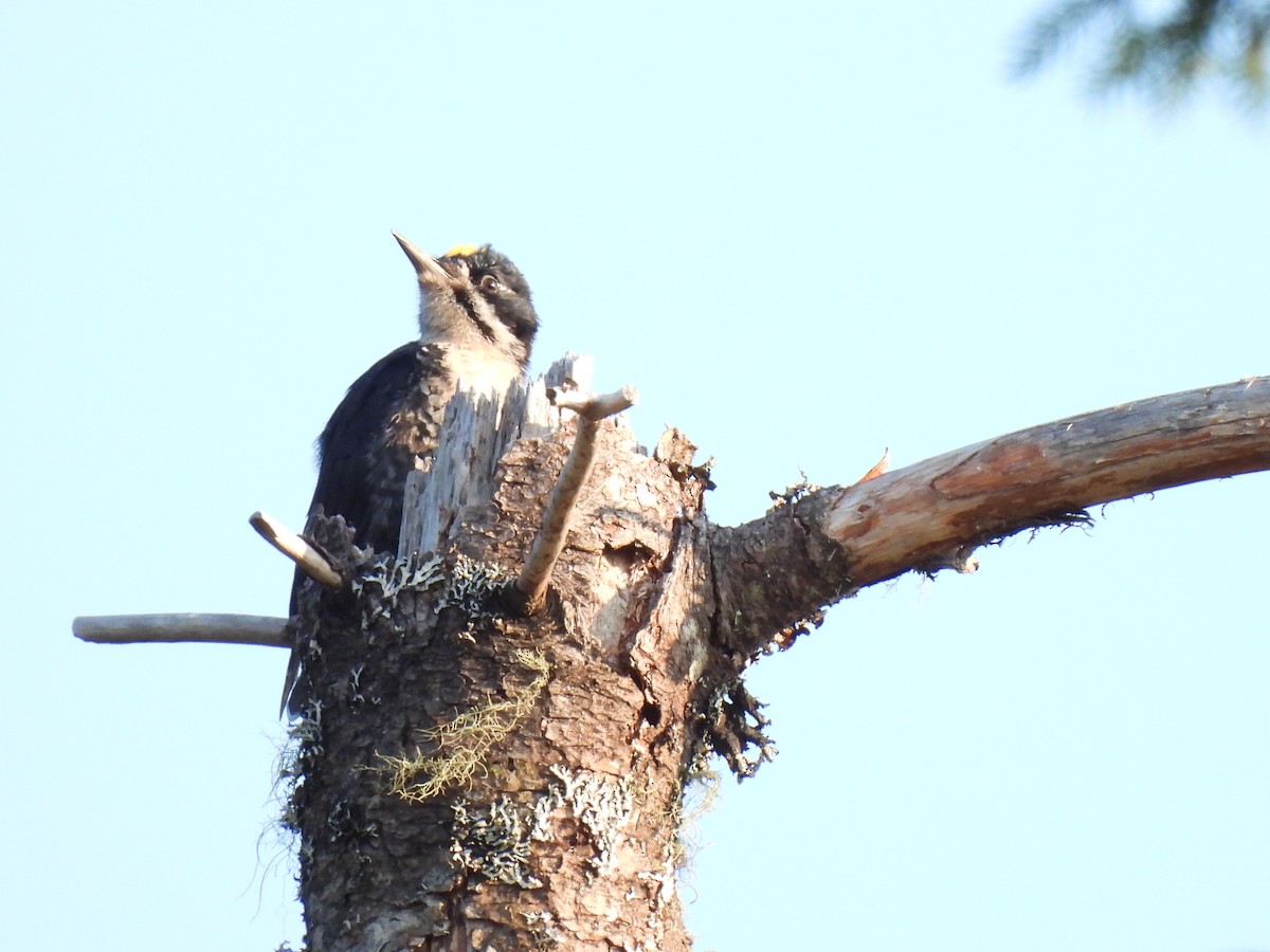 Black-backed Woodpecker - ML621703494