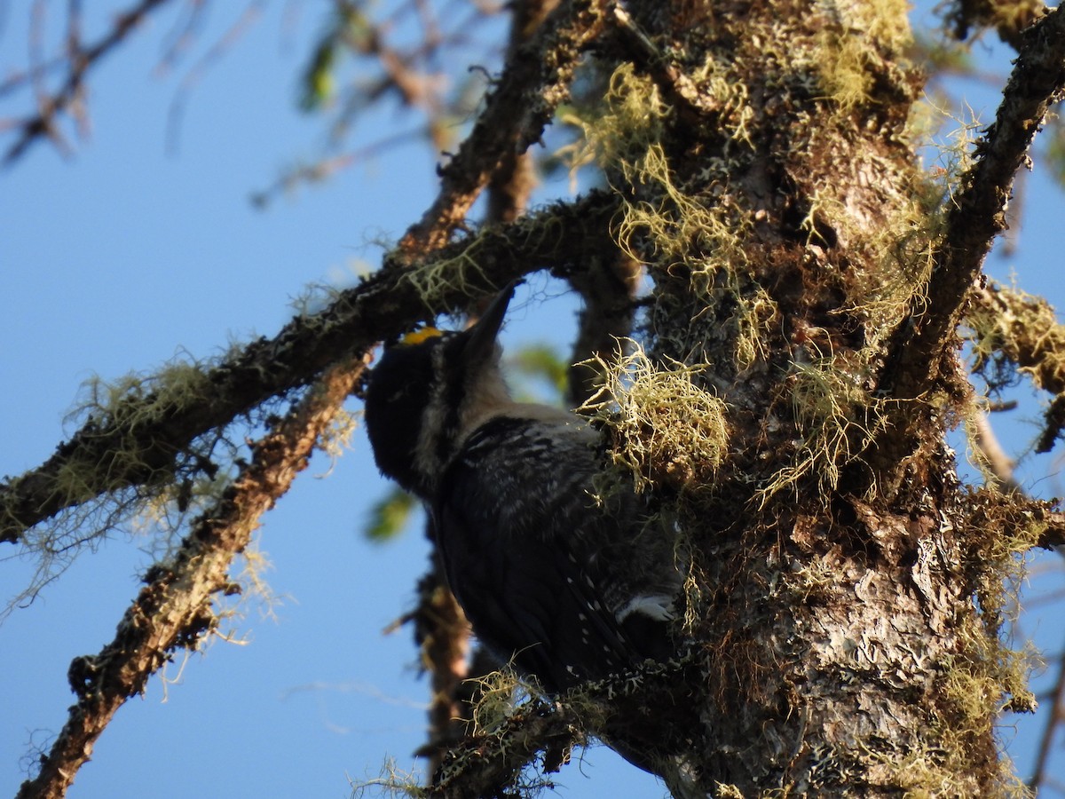 Black-backed Woodpecker - ML621703495