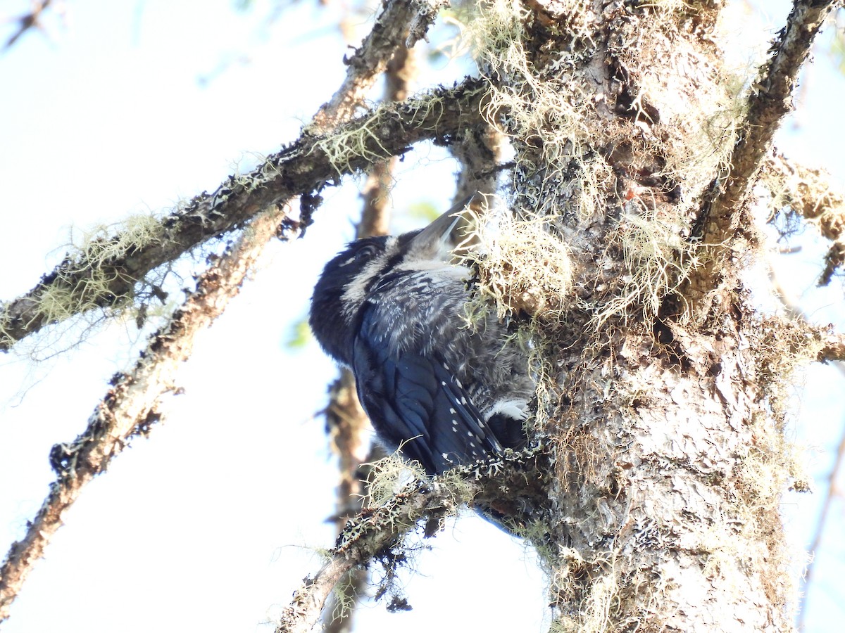 Black-backed Woodpecker - ML621703496