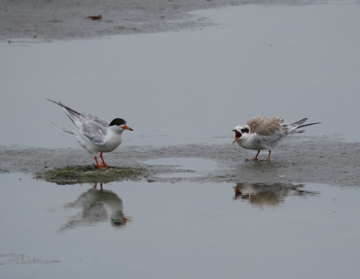 Forster's Tern - Elton Morel
