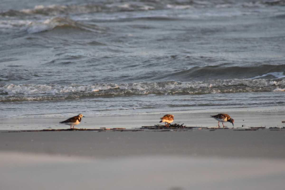 Ruddy Turnstone - ML621703586