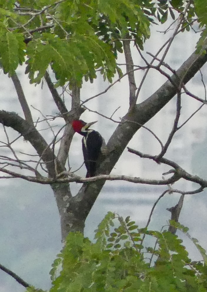 Crimson-crested Woodpecker - ML621703588