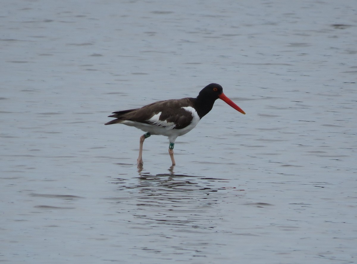 American Oystercatcher - ML621703652