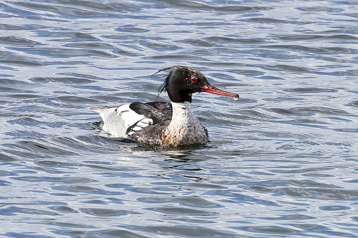 Red-breasted Merganser - ML621703665