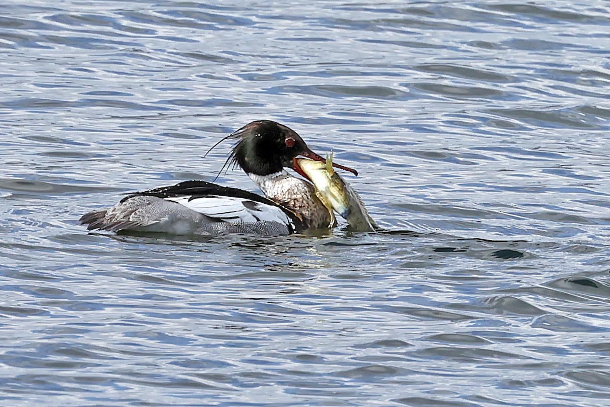 Red-breasted Merganser - ML621703667