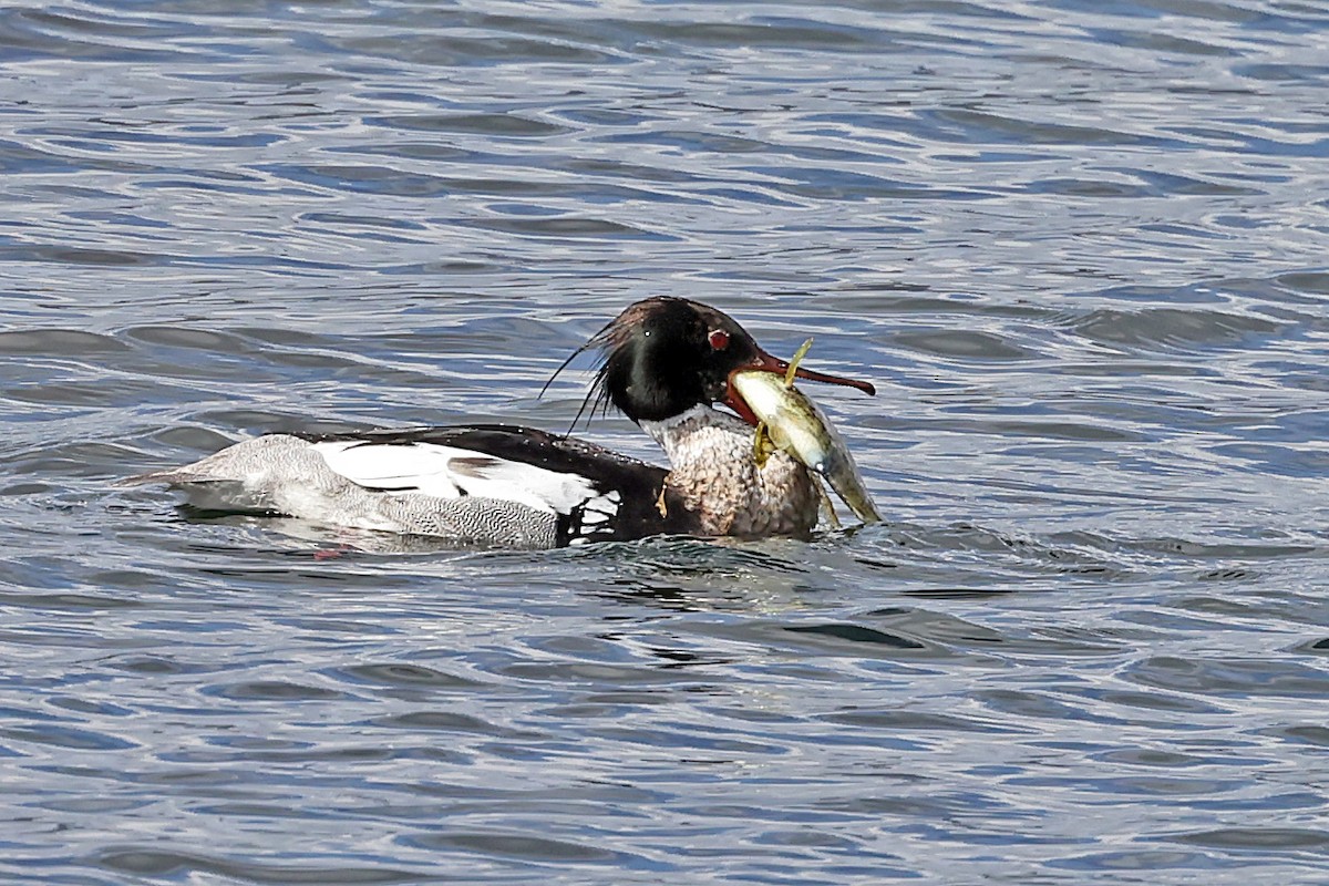 Red-breasted Merganser - ML621703670