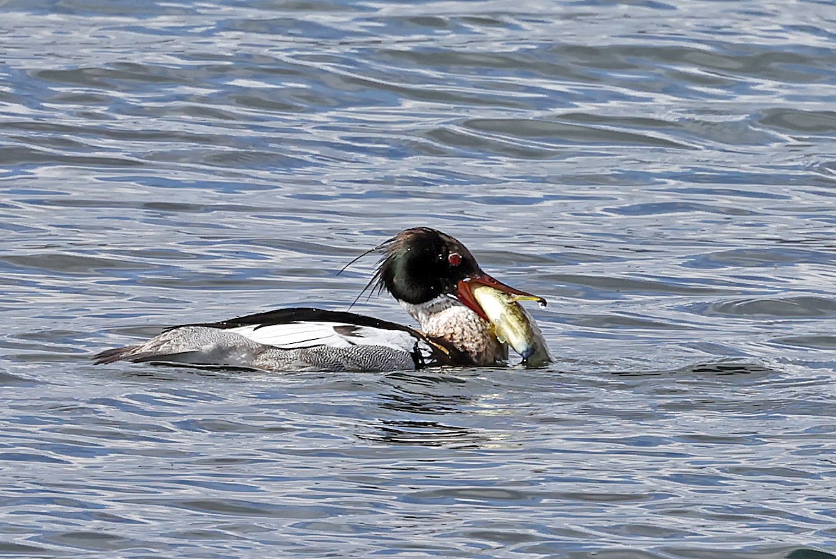 Red-breasted Merganser - ML621703673