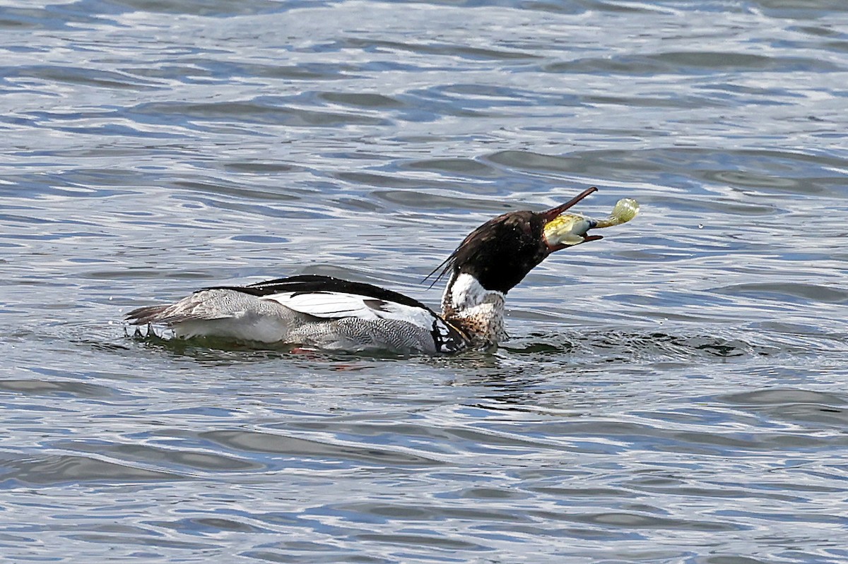 Red-breasted Merganser - ML621703674