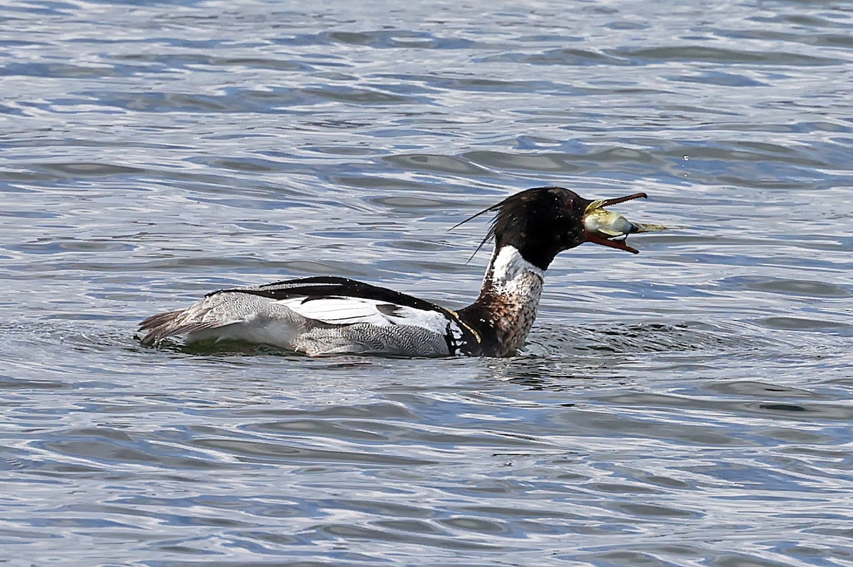 Red-breasted Merganser - ML621703675