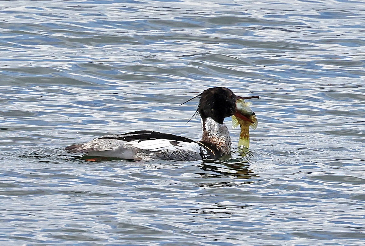 Red-breasted Merganser - ML621703676