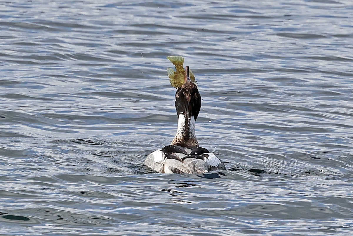 Red-breasted Merganser - ML621703678