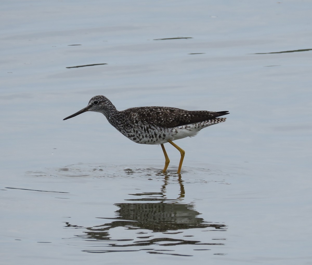 Greater Yellowlegs - ML621703719