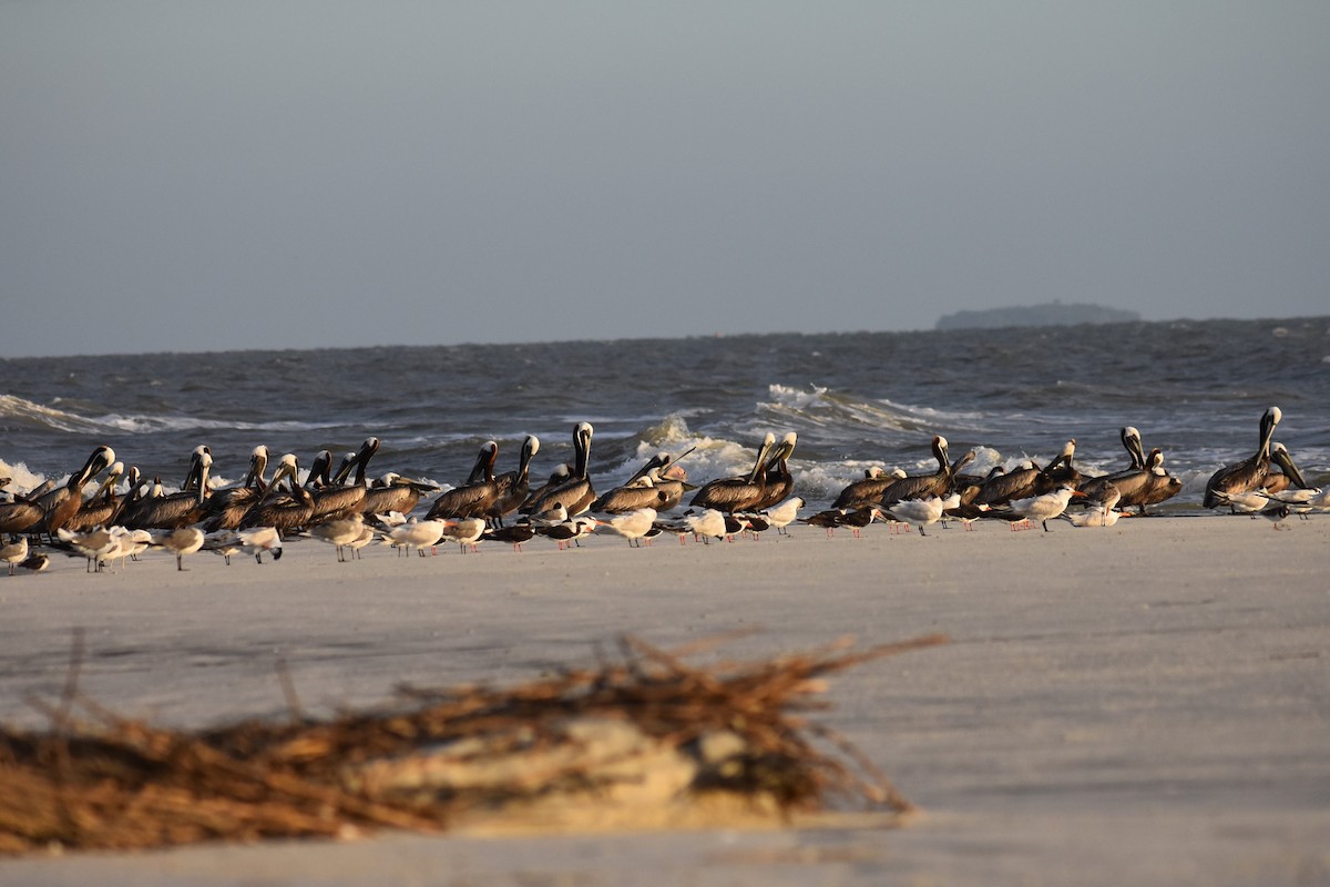 Brown Pelican - ML621703726