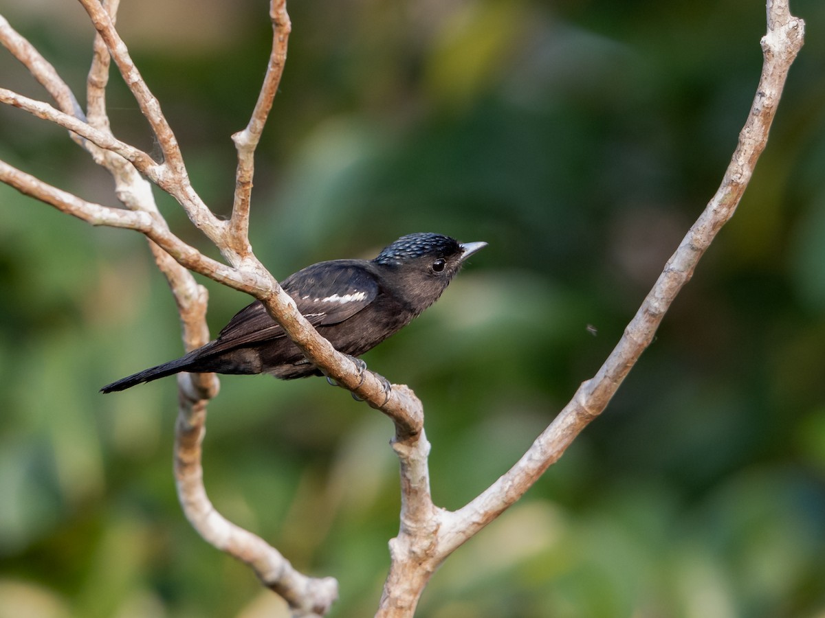 White-winged Becard - ML621703779