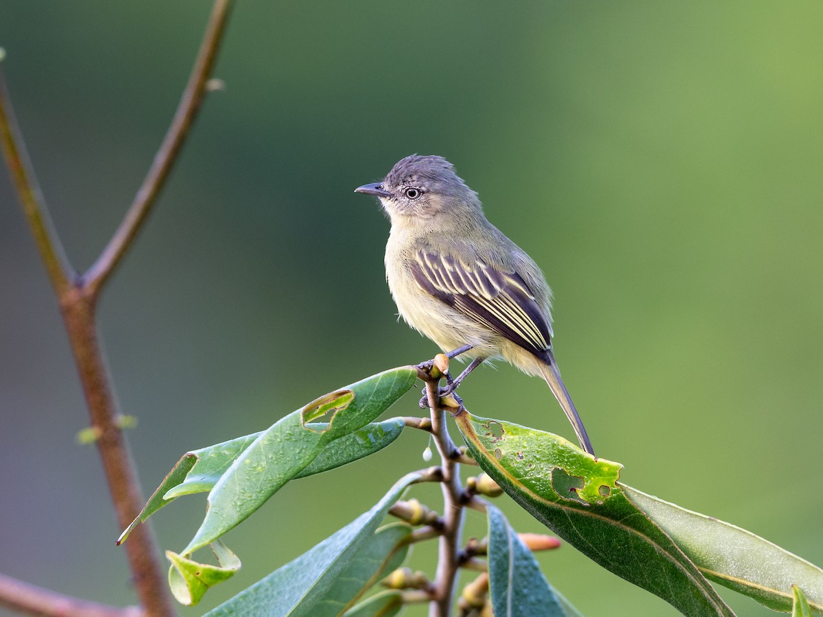 Slender-footed Tyrannulet - ML621703843