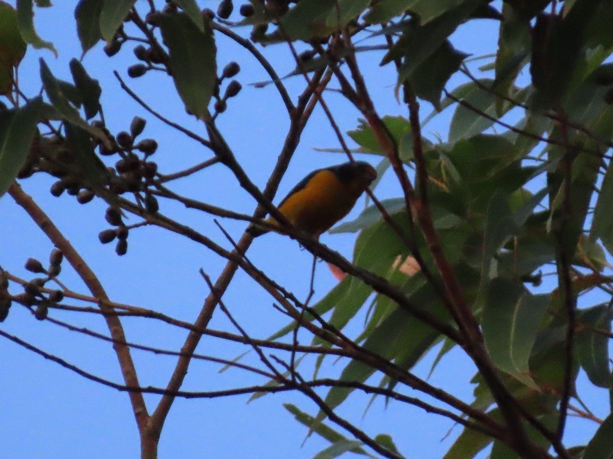 Puerto Rican Euphonia - ML621703852